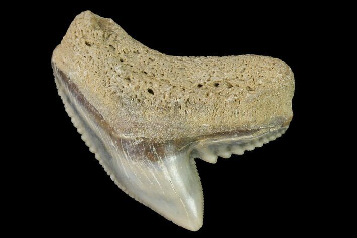 Fossil Tiger Shark (Galeocerdo) Tooth - Aurora, NC #143914